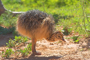 Image showing baby ostrich