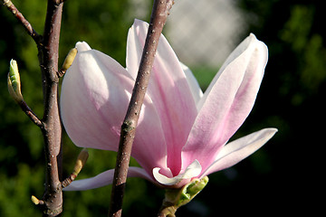 Image showing Magnolia