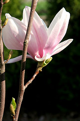 Image showing Magnolia