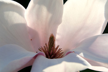 Image showing Magnolia