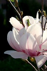 Image showing Magnolia