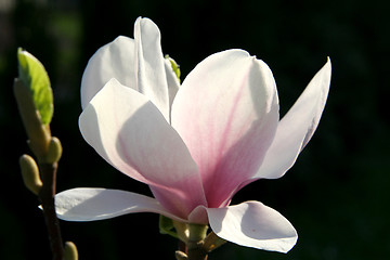 Image showing Magnolia