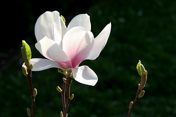 Image showing Magnolia