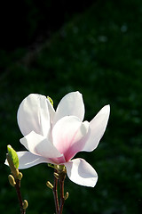 Image showing Magnolia