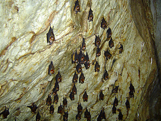 Image showing Bats in a bat cave