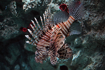 Image showing lionfish