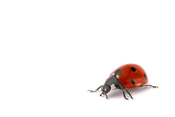 Image showing ladybug