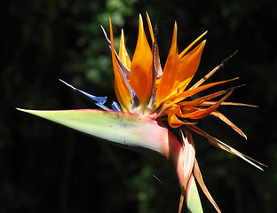 Image showing Strelitzia