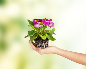 Image showing woman's hands holding flower in soil