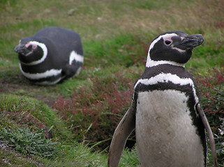 Image showing Penguins