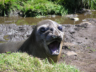 Image showing Elephantseal