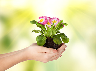 Image showing woman's hands holding flower in soil