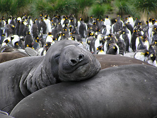 Image showing Elephantseal