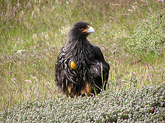 Image showing Bird on the Falkland Islands