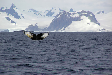 Image showing Whale in Antarctica