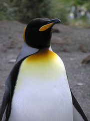 Image showing King Penguin