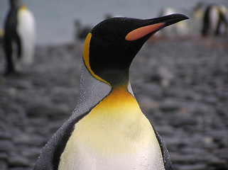 Image showing King penguin