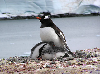 Image showing Penguins