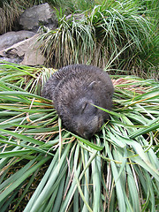 Image showing Seal pup
