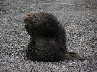 Image showing Furseal pup