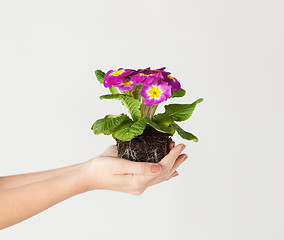 Image showing woman's hands holding flower in soil