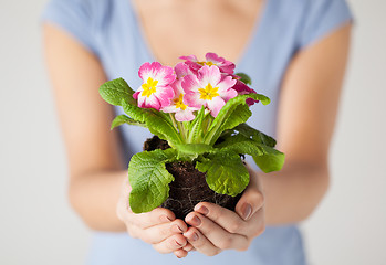 Image showing woman's hands holding flower in soil