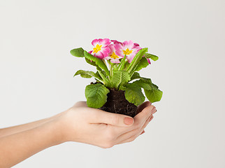 Image showing woman's hands holding flower in soil