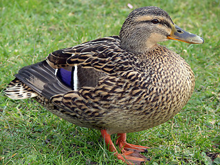 Image showing Proud Mallard Duck