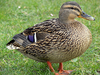 Image showing Calm Mallard Duck