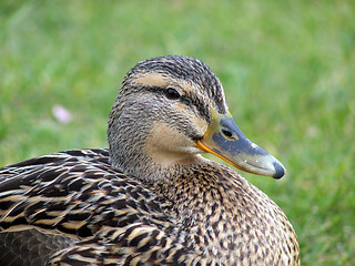 Image showing Mallard Duck Closeup