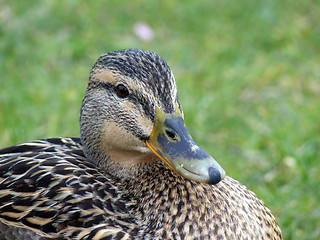 Image showing Mallard Duck Closeup