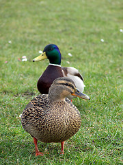 Image showing Mallard Duck Couple
