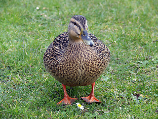 Image showing Mallard Duck & Flower