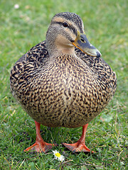 Image showing Mallard Duck & Flower