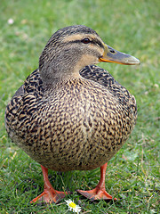 Image showing Happy Mallard Duck