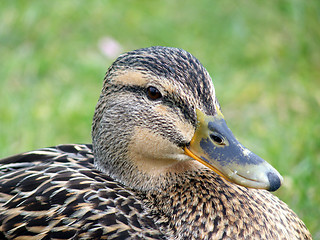 Image showing Mallard Duck Closeup