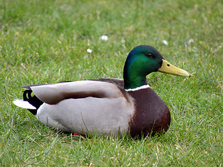 Image showing Mallard Duck