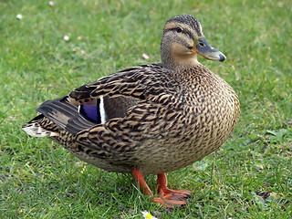 Image showing Proud Mallard Duck