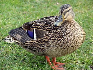 Image showing Proud Mallard Duck