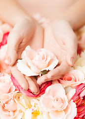 Image showing woman's hands holding rose