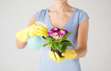 Image showing woman holding pot with flower and spray bottle