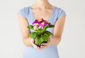 Image showing woman's hands holding flower in soil