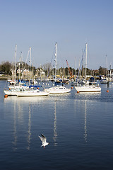 Image showing Yachts in Harbour