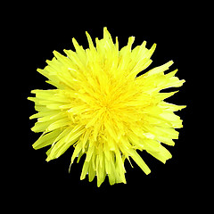 Image showing Dandelion Head