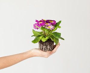 Image showing woman's hands holding flower in soil