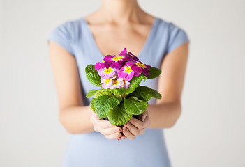 Image showing woman's hands holding flower in pot
