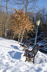 Image showing retro bench lighting dry oak tree leaf snow winter 