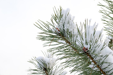 Image showing pine tree branch covered with snow  