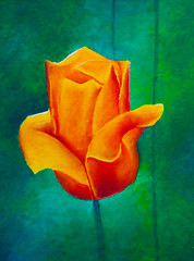 Image showing Painting of a tulip