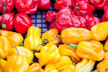 Image showing fresh healthy red yellow geen paprika pepper macro closeup